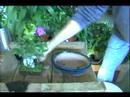 Yeşil Başparmak Teknikleri : Nasıl Re-Pot Bonsai Ağacı İçin Bakım Kılavuzu Bitki:  Resim 3