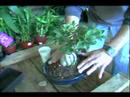 Bitki Bakım Rehberi: Düzgün Bir Tencerede Bonsai Ağacı Nasıl Baş Teknikleri Yeşil :  Resim 4