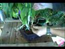 Bitki Bakım Rehberi: Düzgün Bir Tencerede Orkide Nasıl Baş Teknikleri Yeşil :  Resim 4