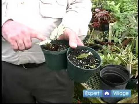 Acemi Bahçe İpuçları Ve Tavsiyeler: Kolay Bitki Koruma Ve Bahçe Bakım: Bitkiler Yaymak Nasıl