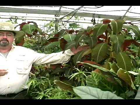 Acemi Bahçe İpuçları Ve Tavsiyeler: Kolay Bitki Koruma Ve Bahçe Bakım: İklim: Acemi Bahçe İpuçları Ve Tavsiyeler: Bahçe Bakım Ve Bakım Resim 1