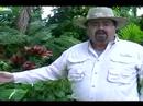 Acemi Bahçe İpuçları Ve Tavsiyeler: Kolay Bitki Koruma Ve Bahçe Bakım: Sağ Bitki Eşlemede Doğru Konuma: Acemi Bahçe İpuçları, Tavsiye Ve Fikirler Resim 3