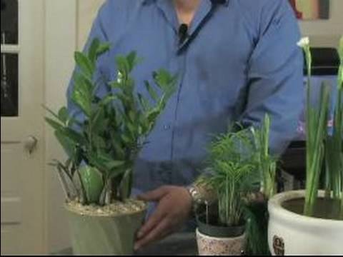 Nasıl Ev Bitkileri Bakımı: Karanfiller İçin Aydınlatma İpuçları
