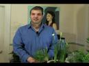 Nasıl Ev Bitkileri Bakımı: Karanfiller İçin Aydınlatma İpuçları