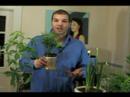 Nasıl Ev Bitkileri Bakımı: Ev Bitki Kapları Toplama Resim 3