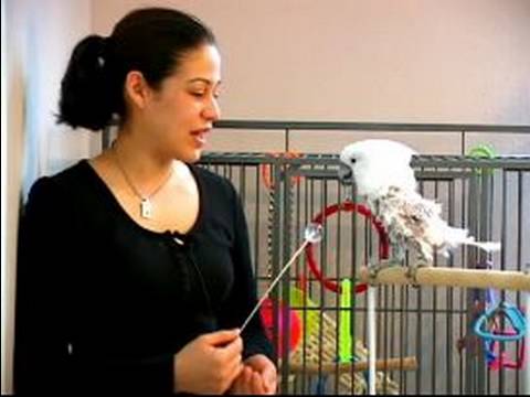 Papağan Eğitmek İçin Nasıl : Papağanlar İçin Eğitim Oyunları  Resim 1