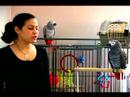 Nasıl Bir Papağan Yetiştirmek: Eğitim Papağan Yapılmaması Gerekenler