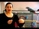 Papağan Eğitmek İçin Nasıl : Isırma Durdurmak İçin Papağan Tren Nasıl  Resim 4
