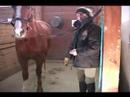 Nasıl Bir At Damat: Nasıl At Nalı Hooves Temizlemek İçin
