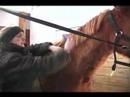 Damat Bir At Nasıl Bir At Yele Fırça Nasıl  Resim 4