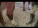 Nasıl Bir At Damat: Nasıl At Nalı Hooves Temizlemek İçin Resim 4