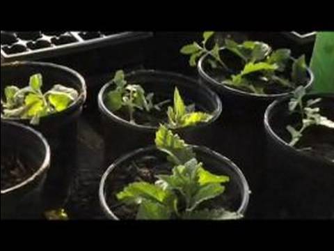 Kupürleri Verbena Bitkiler Büyümek Nasıl: Verbena Kupürleri Yetiştirilen Bitkilerin Sulama