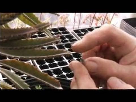 Nasıl Timsah Çene Büyümesi : Büyüyen Bir Yaprak Timsah Çene Bitkiler İçin Kesim Yayılıyor 