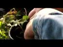 Kupürleri Verbena Bitkiler Büyümek Nasıl: Verbena Bitki Yetiştirme İçin Toprakta Kesim Dikim Resim 3