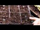 Nasıl Domates Fidesi Bitki Büyüme : Büyüyen Domates Fide İçin Tohum Ekici Kullanarak  Resim 3