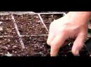 Nasıl Domates Fidesi Bitki Büyüme : Büyüyen Domates Fideleri İçin Elle Dikim Tohumlar Bitirmek  Resim 3