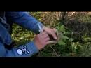 Kupürleri Verbena Bitkiler Büyümek Nasıl: Kesimler Verbena Bitki Yetiştirme İçin Toplama Resim 4