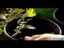 Kupürleri Verbena Bitkiler Büyümek Nasıl: Verbena Bitki Yetiştirme İçin Toprakta Kesim Dikim Resim 4