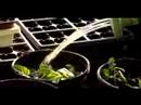 Kupürleri Verbena Bitkiler Büyümek Nasıl: Verbena Kupürleri Yetiştirilen Bitkilerin Sulama Resim 4