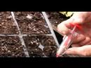 Nasıl Domates Fidesi Bitki Büyüme : Büyüyen Domates Fide İçin Tohum Ekici Kullanarak  Resim 4