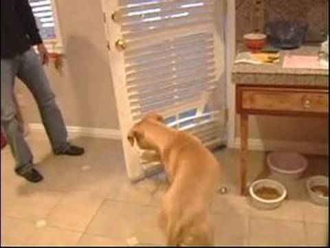 Eğitim İpuçları Köpek: Nasıl Bir Kapıyı Kapatmak İçin Bir Köpek Yetiştirmek Resim 1