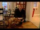 Köpek Eğitim İpuçları: Nasıl Bir Zarar Köpeğe Bakım Resim 3