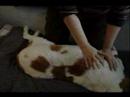 Köpek Masaj İpuçları Ve Teknikleri: Bir Köpeğin Vücut Masajı Nasıl Resim 3