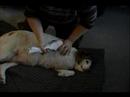 Köpek Masaj İpuçları Ve Teknikleri: Masaj İle Bir Köpeğin Hareket Aralığı Artan Resim 3