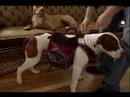 Köpek Eğitim İpuçları: Nasıl Bir Köpek Bir Sırt Çantası Koymak Resim 4