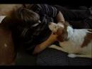 Köpek Masaj İpuçları Ve Teknikleri: Köpekler Sakinleştir Masaj İçin Nasıl Resim 4