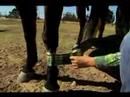 Rodeo Varil Yarış: Nasıl Bir Rodeo Binicinin Bacaklar Kaydırılıcağını Resim 3