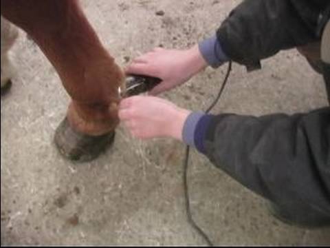 Bir At Klibi İçin Nasıl : Bir Atın Ayakları Küçük Nasıl  Resim 1