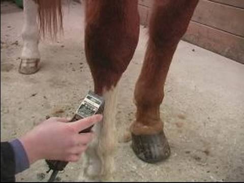 Bir At Klibi İçin Nasıl : Bir Atın Bacakları Kırpma Bitirmek İçin Nasıl 