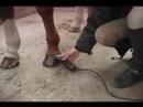 Bir At Klibi İçin Nasıl : Bir Atın Ayakları Küçük Nasıl 