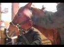 Nasıl Bir At Clip : Kırpma At Kulaklarını Terbiye  Resim 3