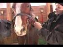 Nasıl Bir At Kadar Tack Yapılır: A At At Başlığı Değiştirmek İçin Resim 3