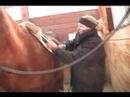 Nasıl Bir At Kadar Tack Yapılır: Nasıl Bir At Eyerleyin Resim 3