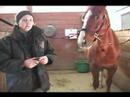 Bir At Klip Nasıl Yapılır : At Makası Türleri  Resim 4