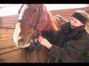 Nasıl Bir At Kadar Tack Yapılır: A At At Başlığı Değiştirmek İçin Resim 4