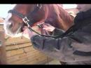 Nasıl Küçük Bir At İçin: Nasıl Bir At Çene Altında Klip İçin Resim 4