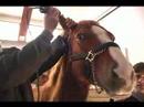 Nasıl Küçük Bir At İçin: Nasıl Bir At Kulakları Küçük Resim 4