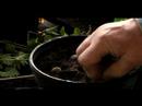 Nasıl Tohum Mountain Laurel Bitkiler : Toprak Dağ Defne Dikimi  Resim 4