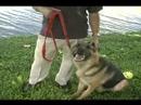 Temel Köpek İtaat Eğitim Mitler Ve İpuçları: Köpek Kira Kontratı Eğitimde Nasıl Kullanılır Resim 4