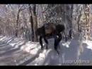 Boston Dynamics Büyük Köpek (Yeni Video Mart 2008)