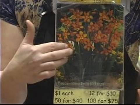 Sonbaharda Çiçek Açan Ampuller Almak Nasıl: Arizona Emily Mckenzie Ampuller Dikim