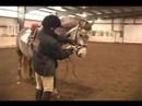 Nasıl Bir At Longe : Longe Hattı Üzerinde Bir Atın Değişen Yönleri 
