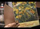 Sonbaharda Çiçek Açan Ampuller Almak Nasıl: Arizona George Davidson Ampuller Dikim