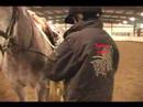 Nasıl Bir At Longe : Longe Hattı İçin Bir At Bağlama  Resim 3