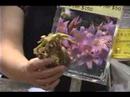 Sonbaharda Çiçek Açan Ampuller Almak Nasıl: Amarylles Belladonna Ampuller Dikim Resim 3