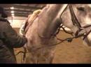 Nasıl Bir At Longe : Longe Hattı İçin Bir At Bağlama  Resim 4